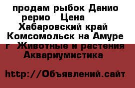 продам рыбок Данио-рерио › Цена ­ 50 - Хабаровский край, Комсомольск-на-Амуре г. Животные и растения » Аквариумистика   